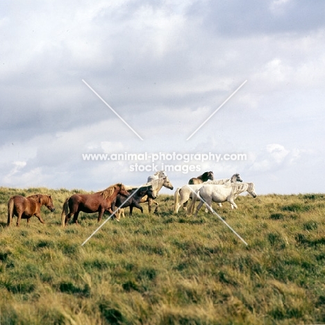 welsh mountain ponies, mares and fillies on the brecon beacons