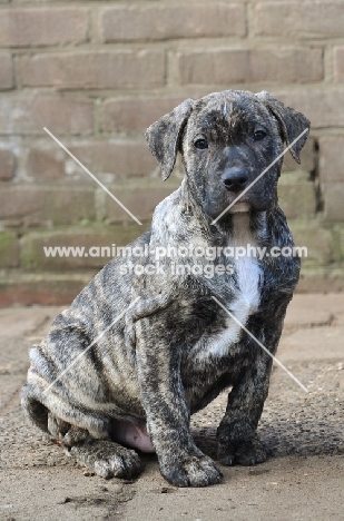 brown and black Cimarron Uruquayo puppy, standing on pavement and looking at camera