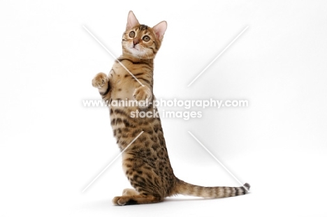 young brown spotted tabby Bengal cat on white background, standing on hind legs
