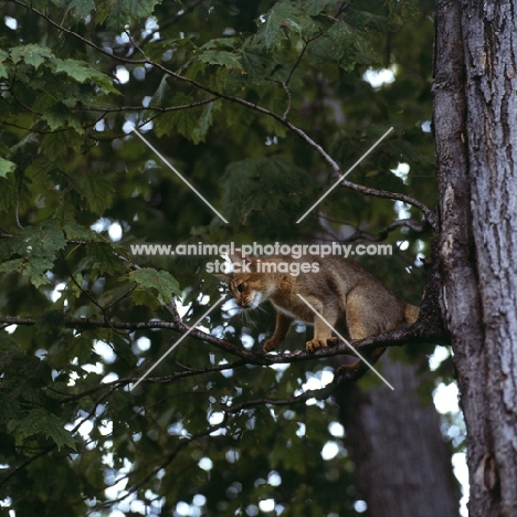 abyssinian cat up a tree in canada