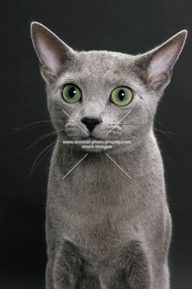 Russian Blue, portrait