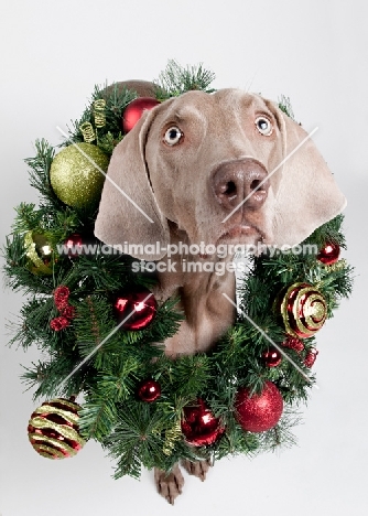 Weimaraner in studio, with Christmas wreath around his neck.