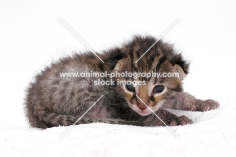 2 week old Asian Leopard kitten