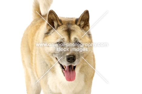 Large Akita dog isolated on a white background