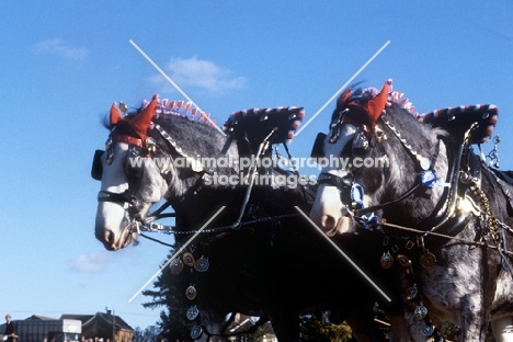 shire horses at ploughing match