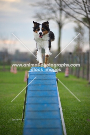 australian shepher running on the dogwalk