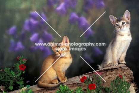 two abyssinian kittens on a log