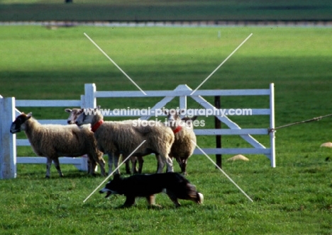 border collie herding sheep