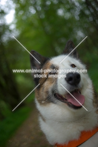 portrait of a karelian bear dog in a forest