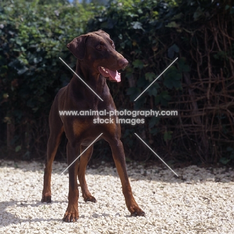 dobermann standing on a gravel path