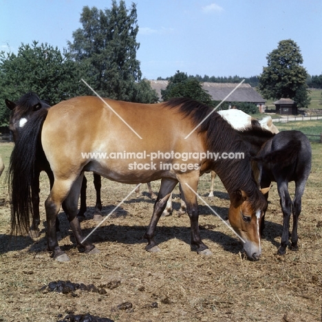 group of Gotland Ponies mares and foals in enclosure in Sweden