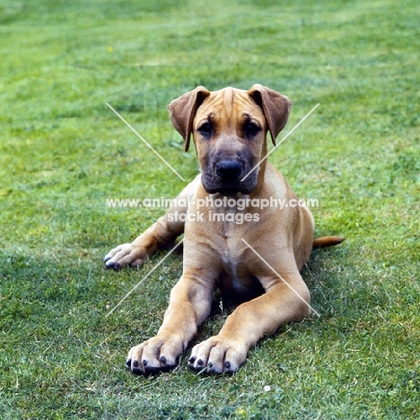 great dane puppy lying  on grass