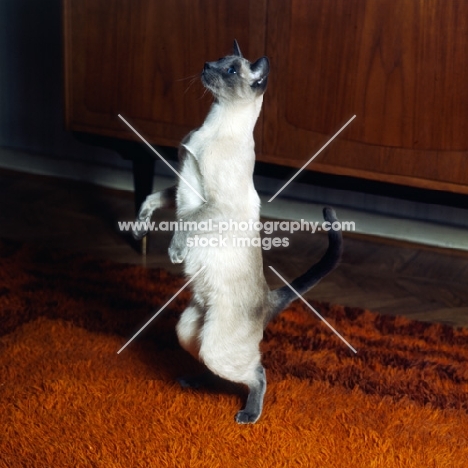 blue point siamese cat , int pr ming-fu moongast standing on hind legs