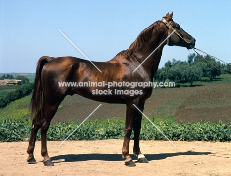 Iblis, Moroccan Arab full body