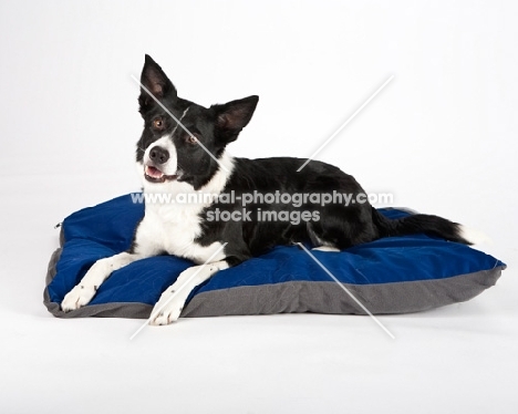 border collie on bed