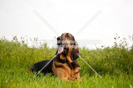 Bloodhound dog lying in a grassy field