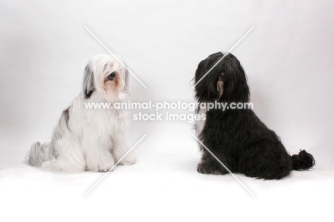 two Tibetan Terriers in studio