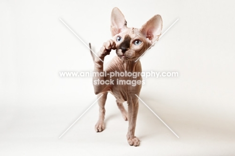 sphynx kitten raising paw