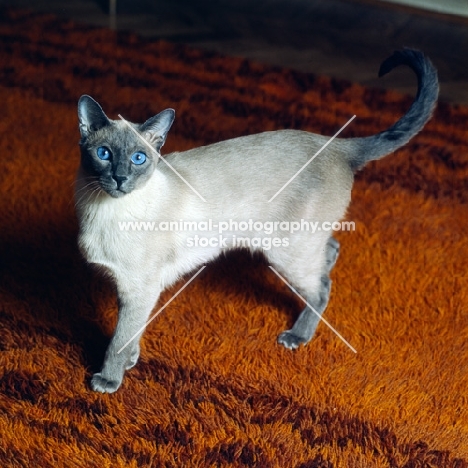 int pr ming-fu moongast, blue point siamese cat 