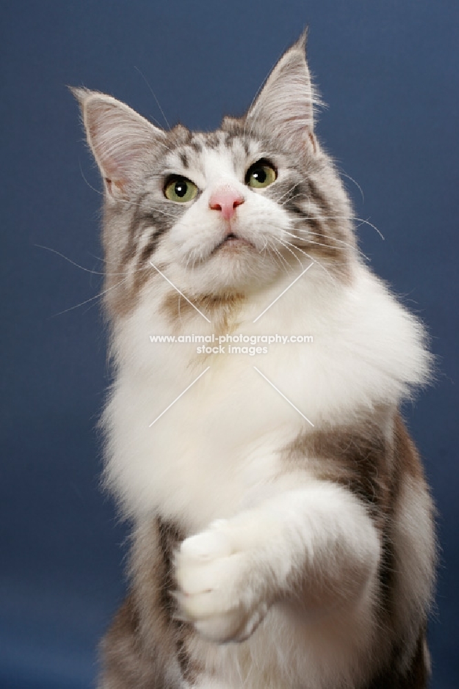 Silver Classic Tabby & White Maine Coon, reaching