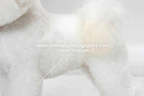 Bichon Frise coat detail