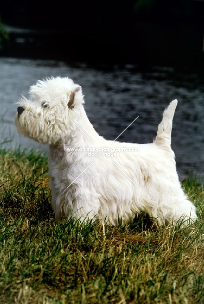 west highland white terrier, champion olac moon pilot, best in show crufts 1990, beside river thames