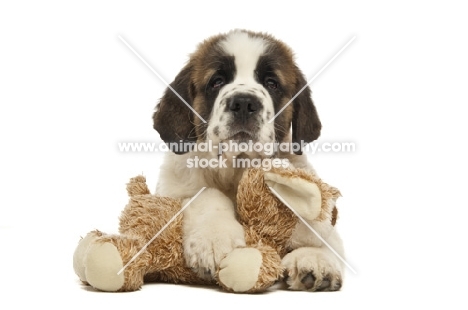 Saint Bernard pup with cuddling toy