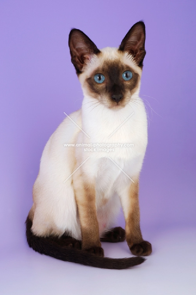 young siamese seal point cat 