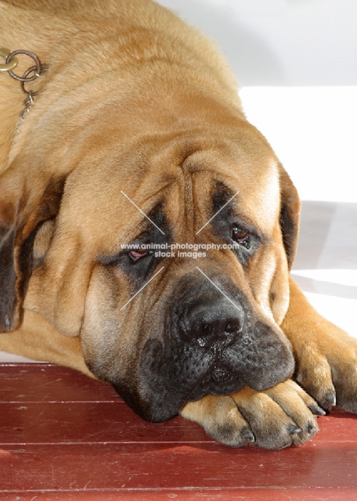 apricot coloured Mastiff, looking sad