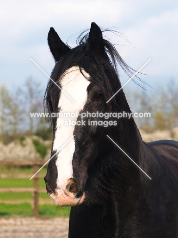 Shire horse portrait, black and white colour