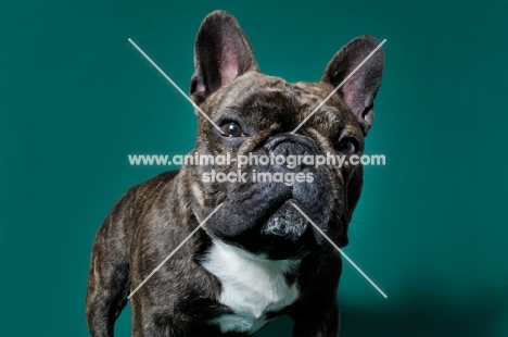 cute French Bulldog against green backdrop