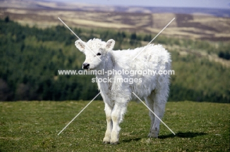 white galloway calf