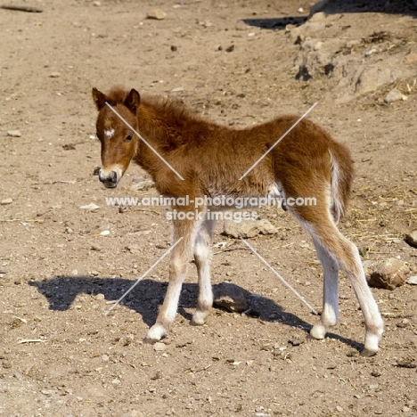 skyros pony foal on skyros island, greece