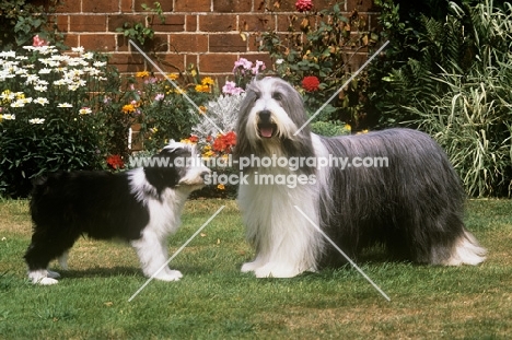 champion potterdale classic of moonhill (cassie), crufts best in show, bearded collie and puppy, moonhill's classydevil, standng on grass