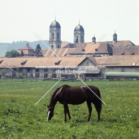 Eindiedler in pasture at  Einsiedeln Monastery 