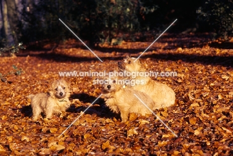  nanfan sage, chalkyfield folly chalkyfield badger norfolk terrier bitch and her 2 puppies