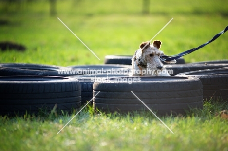 wire fox terrier doing training with tires