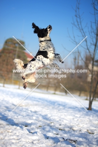 black and white springer jumping in a snowy environment