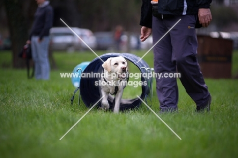 yellow labrador retriever going through a tunnel and looking at trainer 