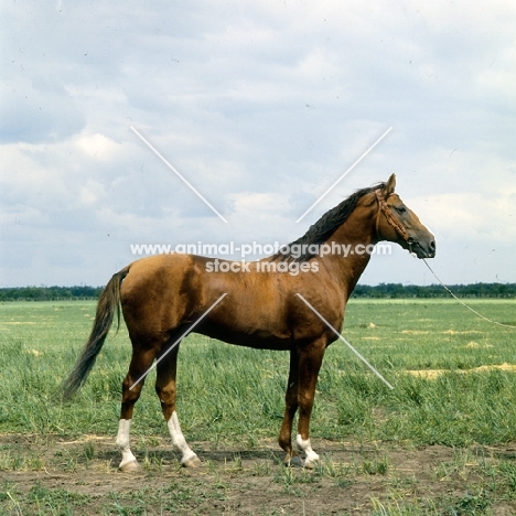 Srachok, Don stallion full body 