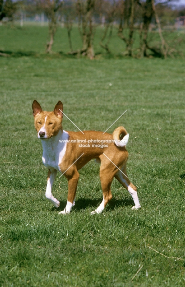 basenji from horsley kennels walking