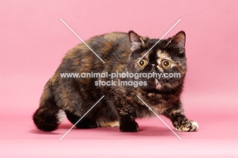 tortoiseshell Exotic Shorthair cat prowling