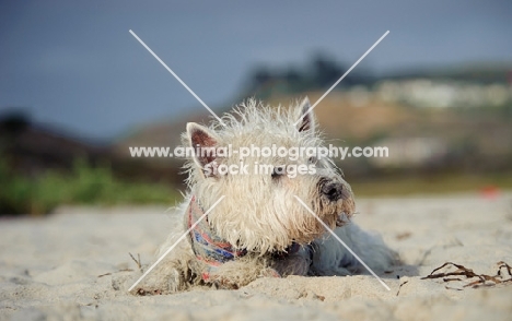 West Highland White Terrier lying on beach