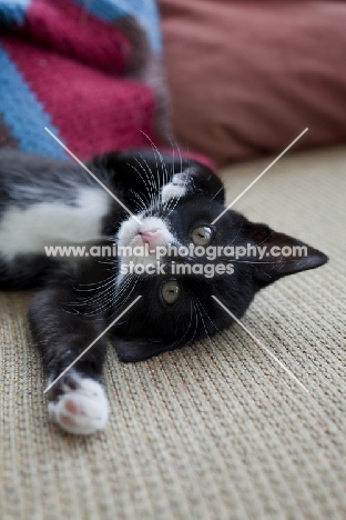 black and white kitten laying on carpet and reaching towards camera