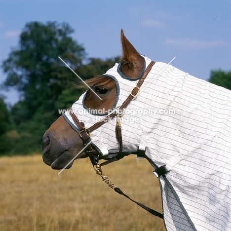 morgan mare wearing australian turnout rug