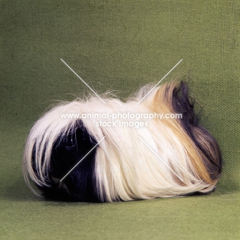 tortoiseshell and white peruvian guinea pig on green background