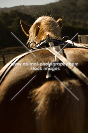 Belgian Draft horse