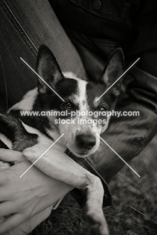 mongrel dog in owner's lap