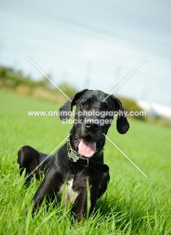 black Great Dane on grass