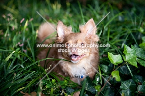 long-haired chihuahua smiling in long grass